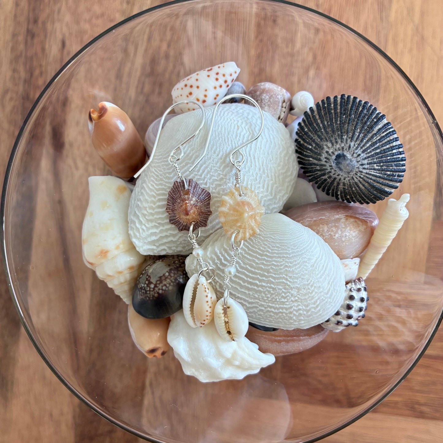 False Opihi & Cowrie Earrings